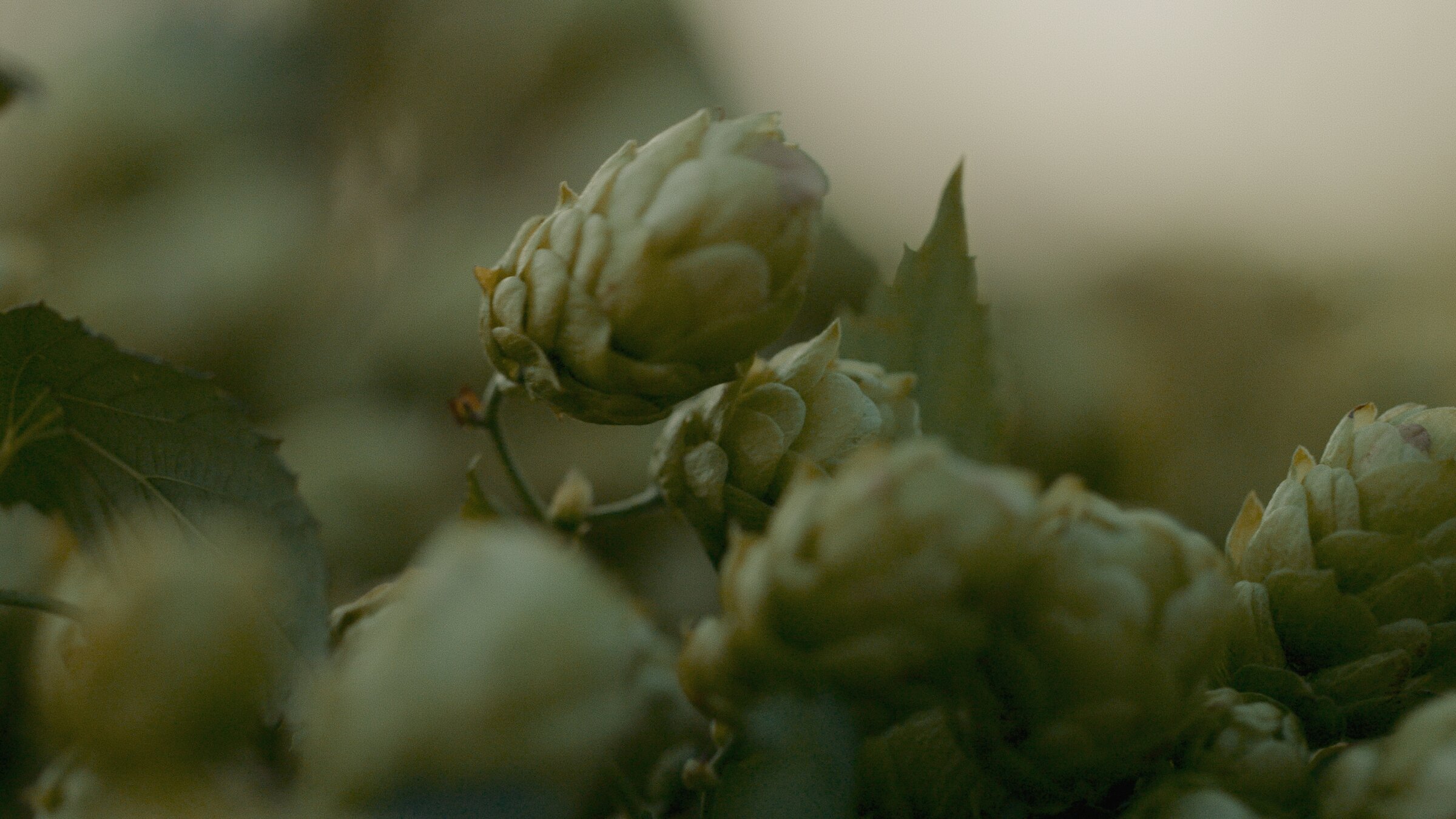 Hops close detail