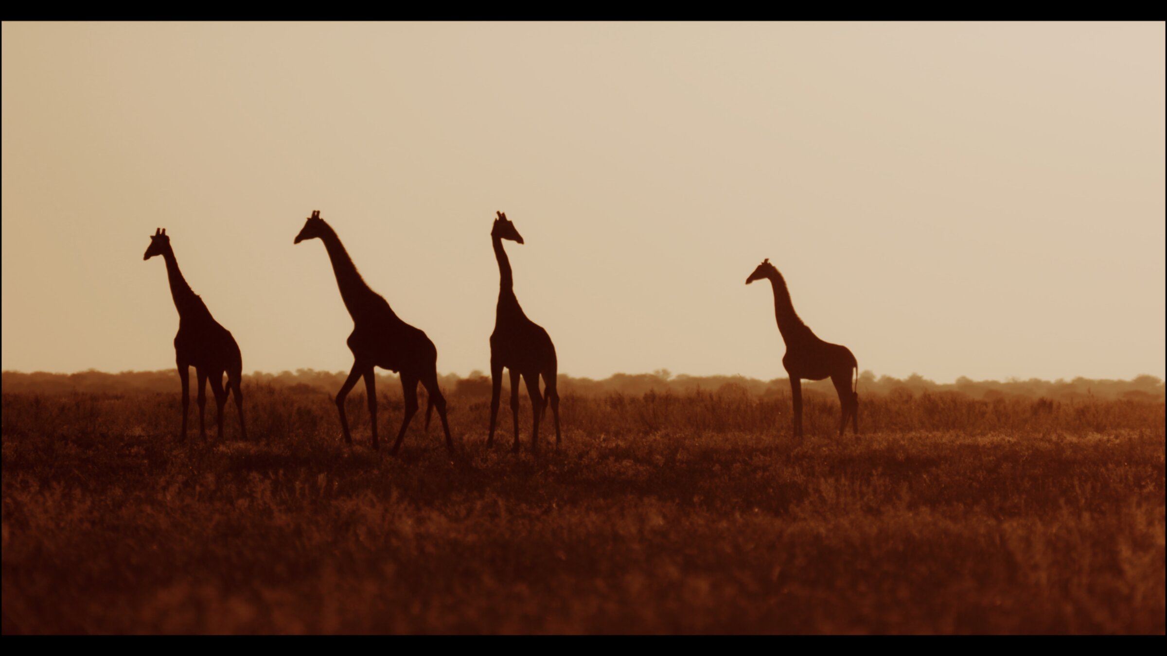 Giraffes in silhouette at sunset