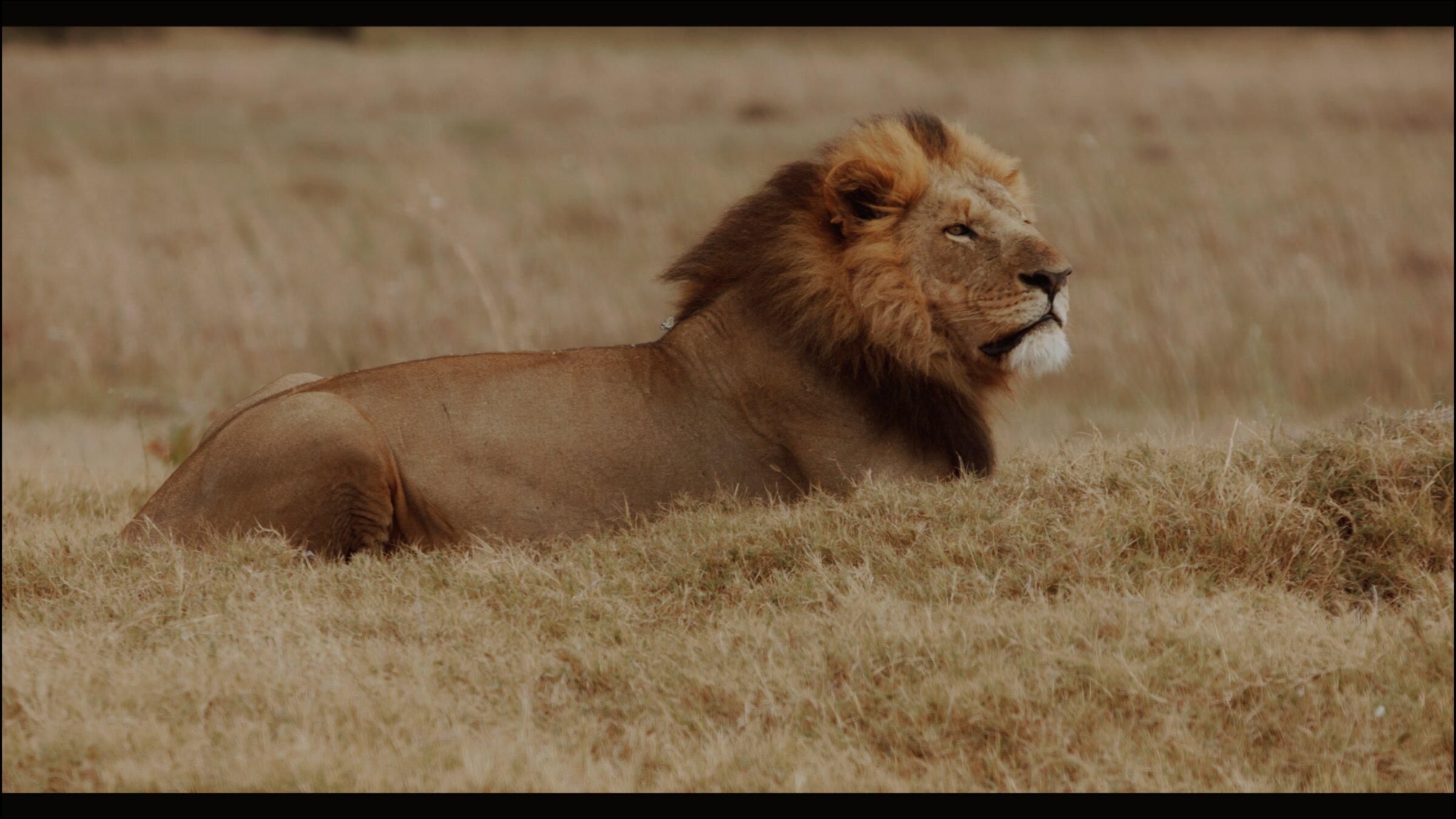 Lion portrait, golden grass
