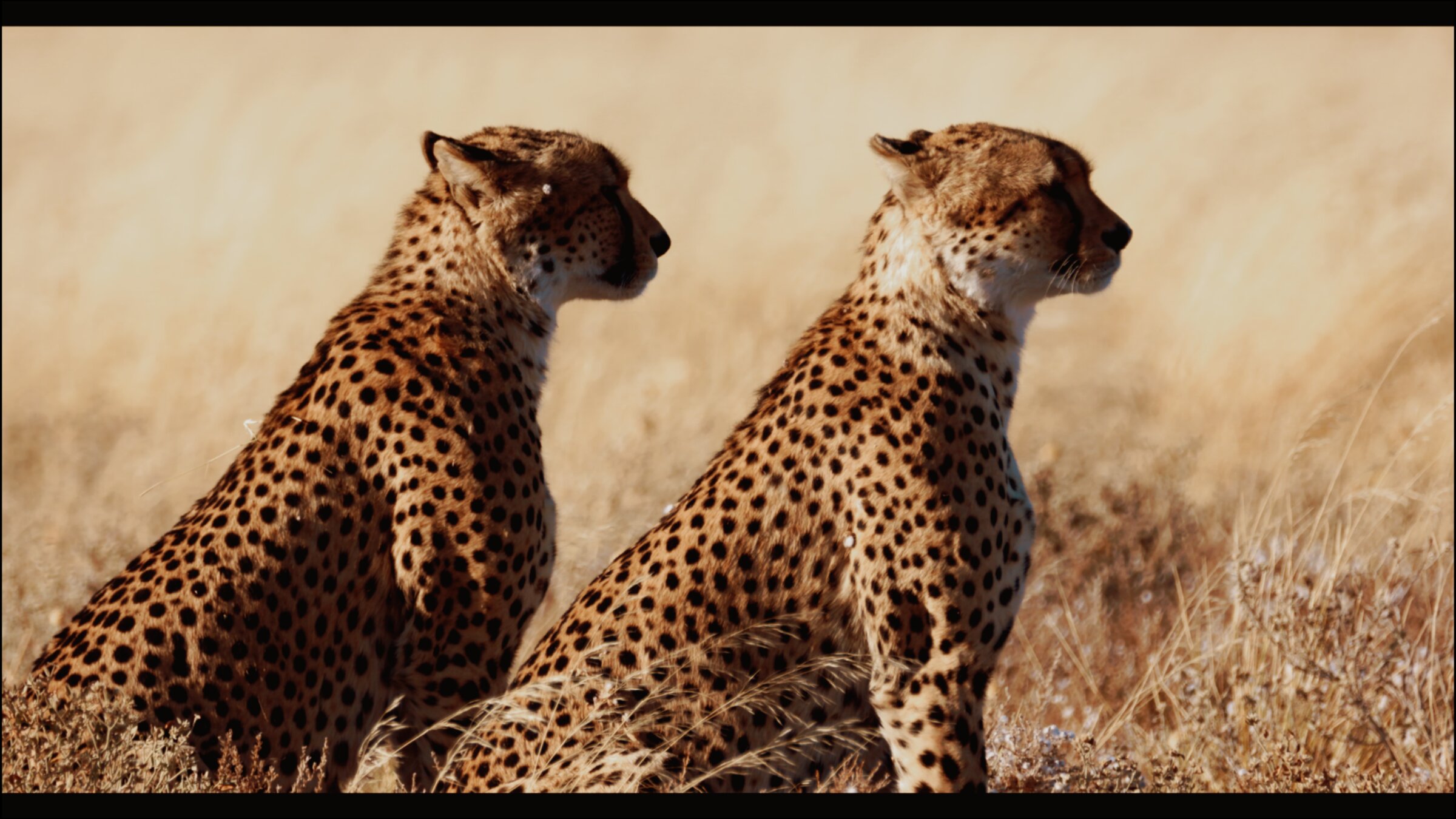 Two cheetahs scanning the savanna